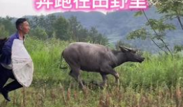 国产精品牛牛热在线视频国产,国产生态下的创新娱乐体验